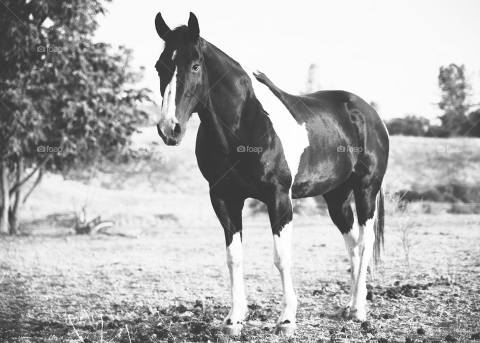 Black and white Domino 