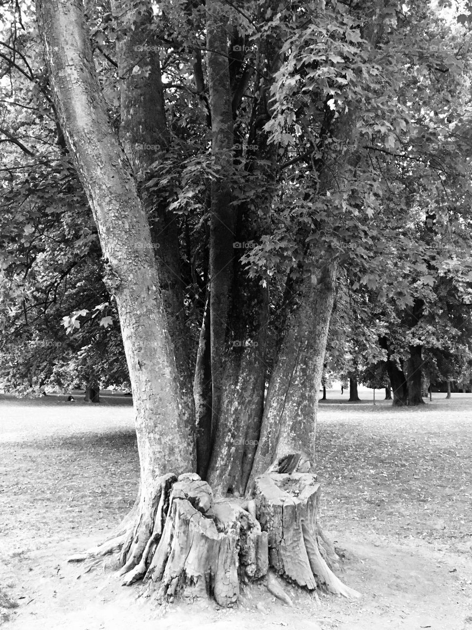 A tree in the middle of the park