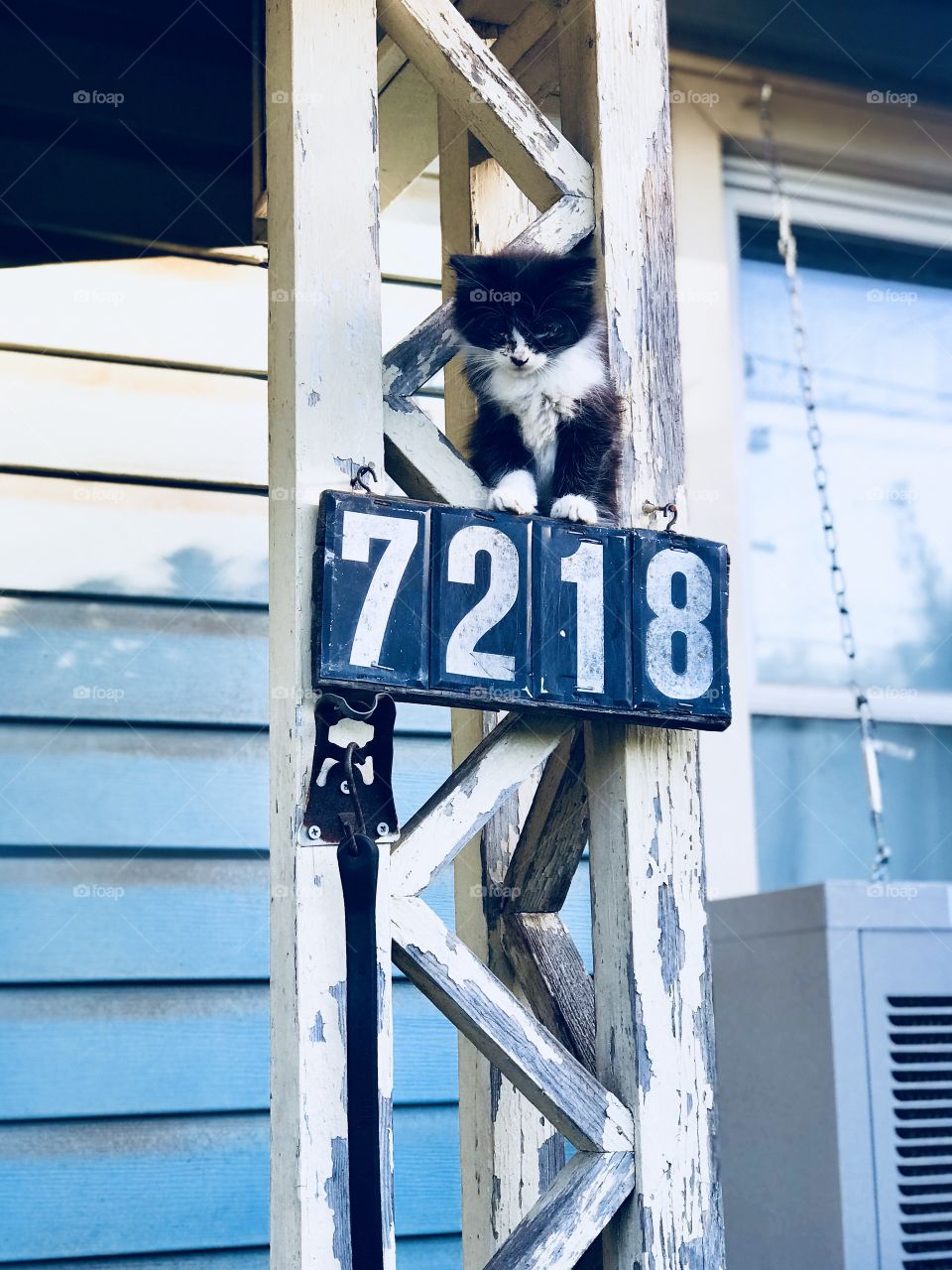 Kitty’s home sweet home