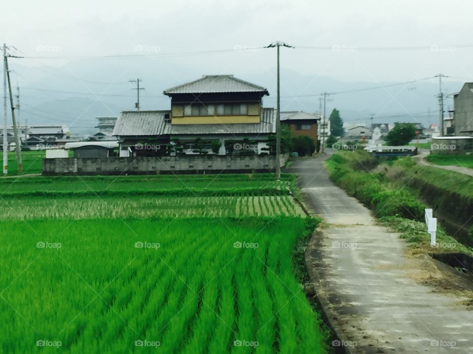 Rice fields