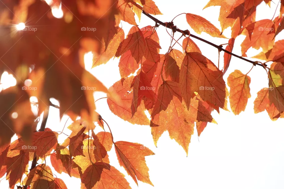 Oklahoma fall