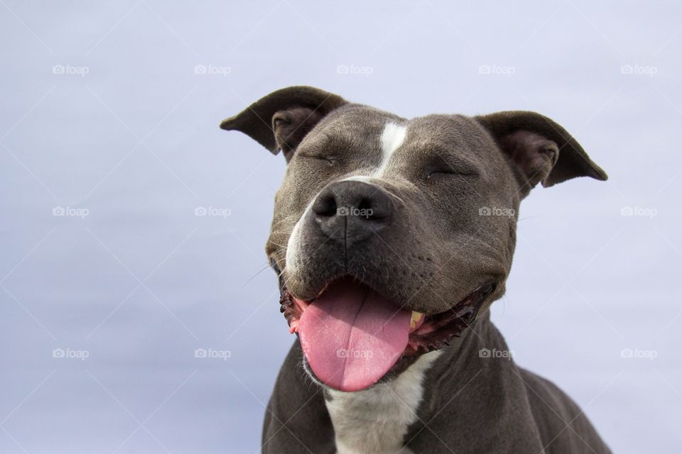 Low angle view of Pitbull
