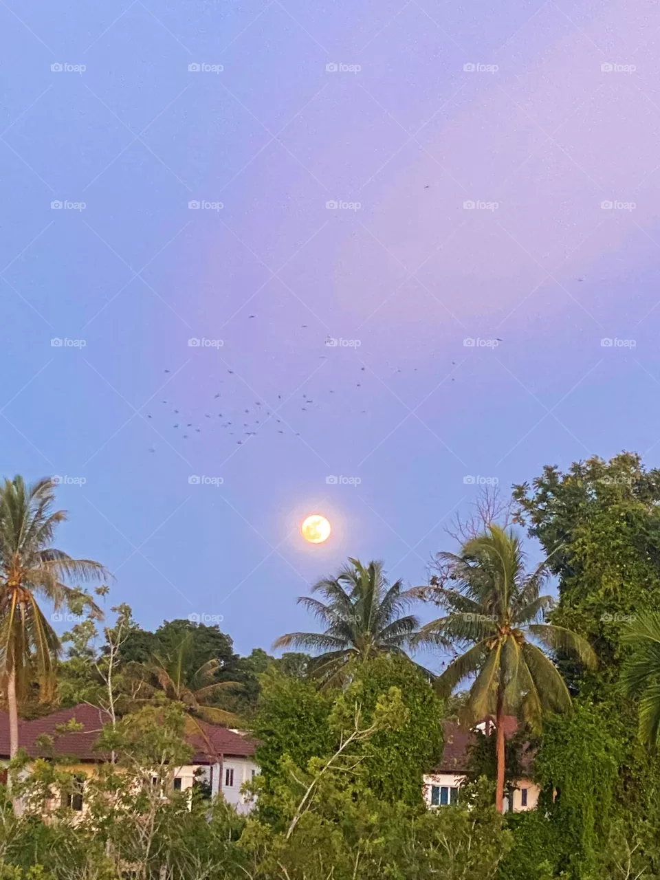 moon twilight