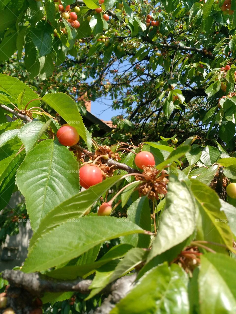 cherries and sky