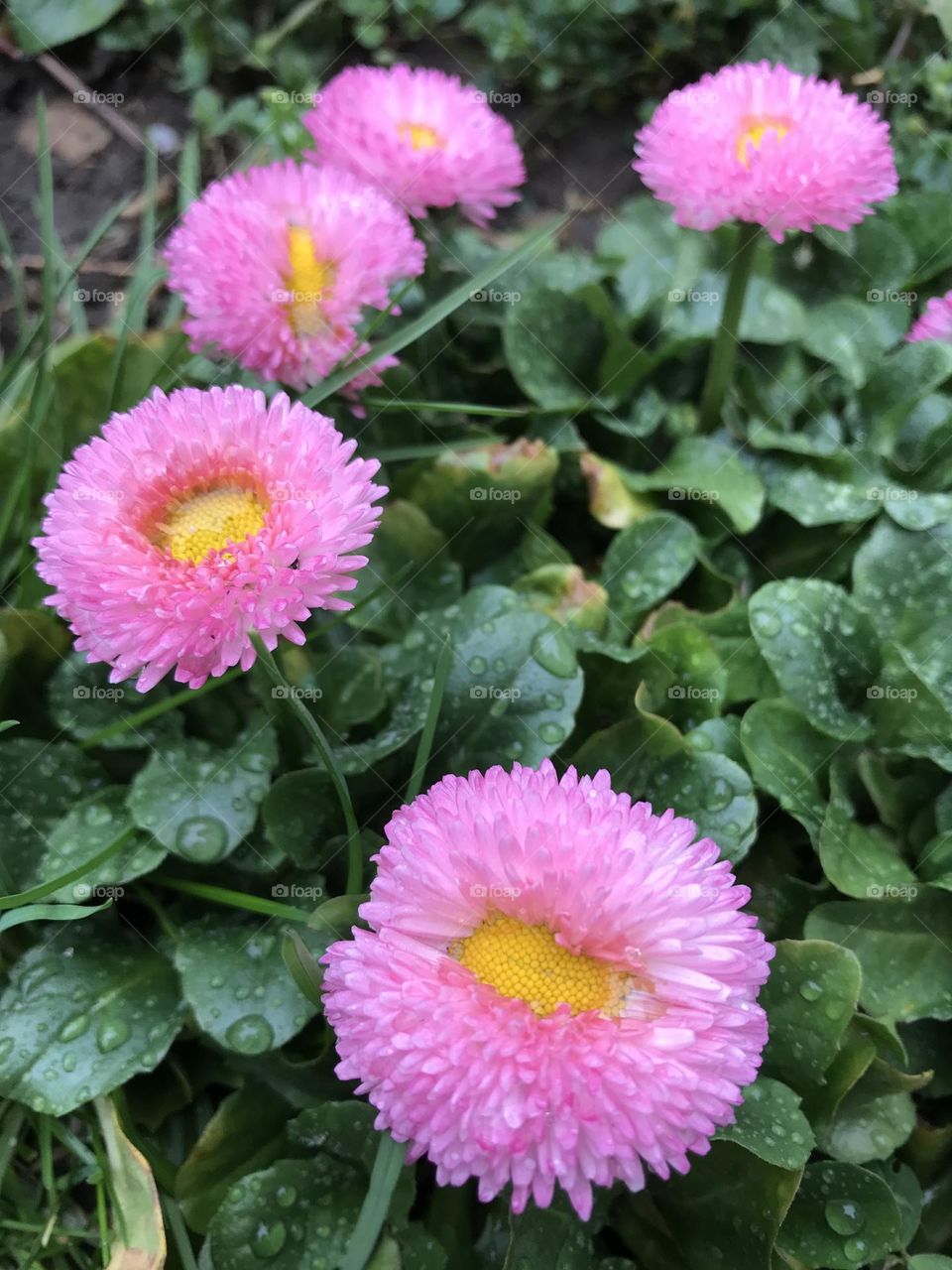 Pink daisies 