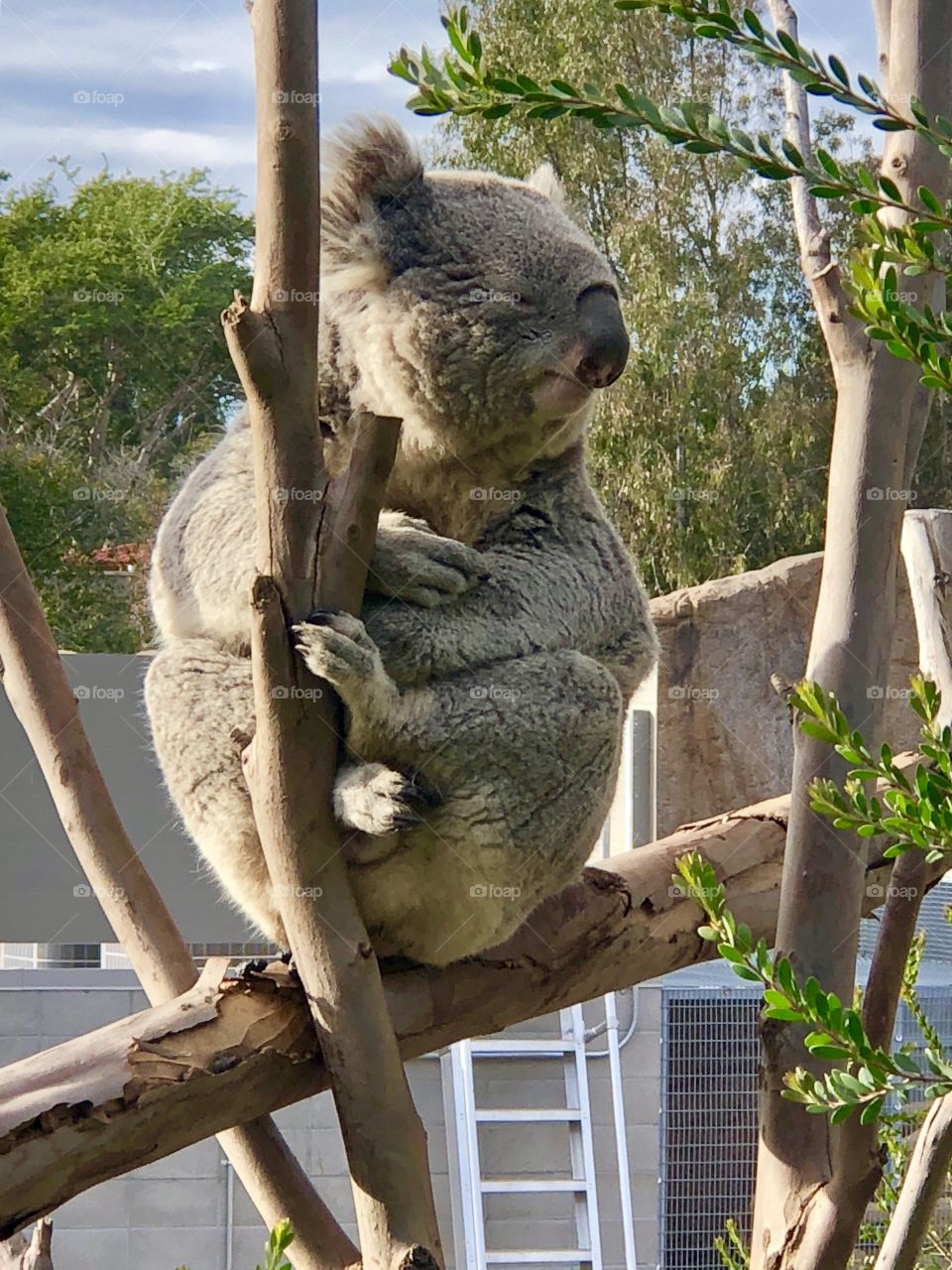 Koala right