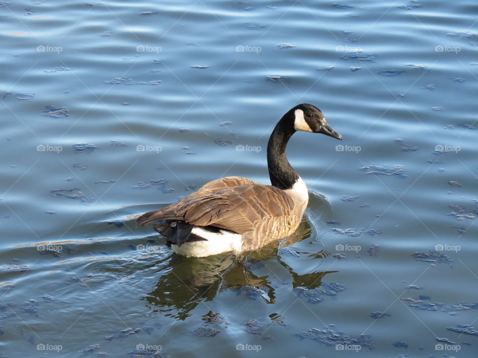 Duck swimming