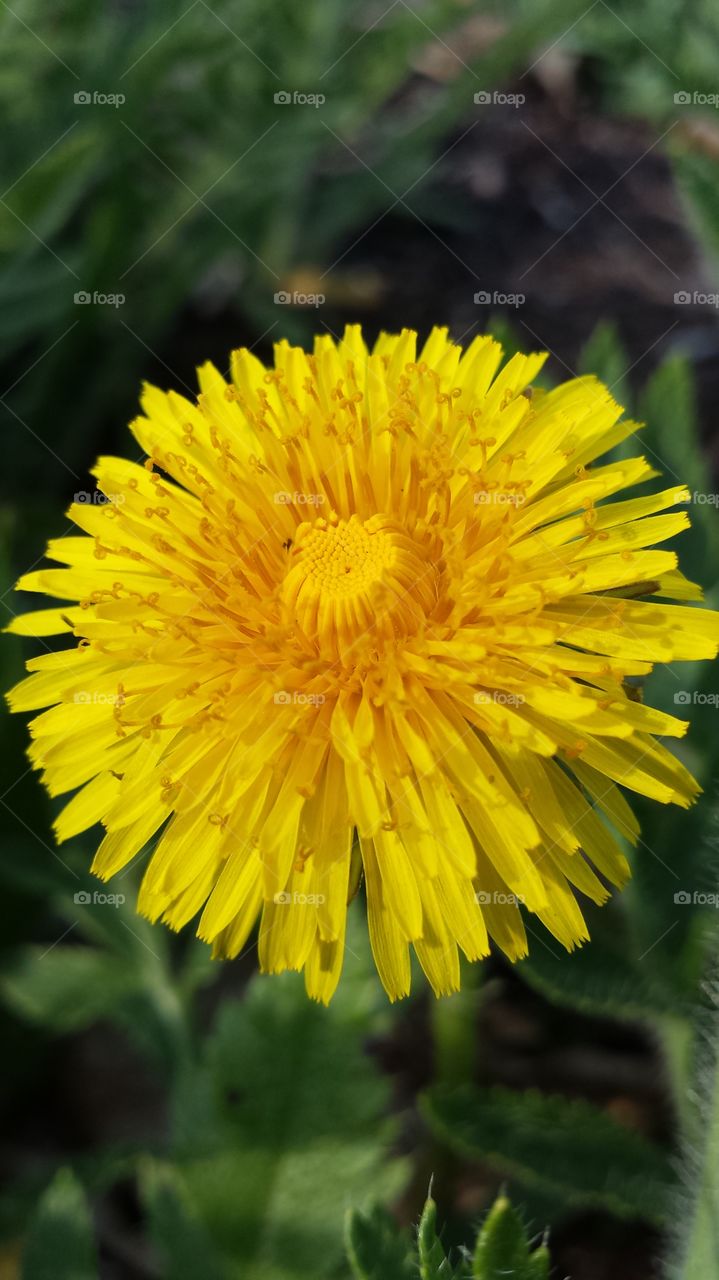 Dandelion