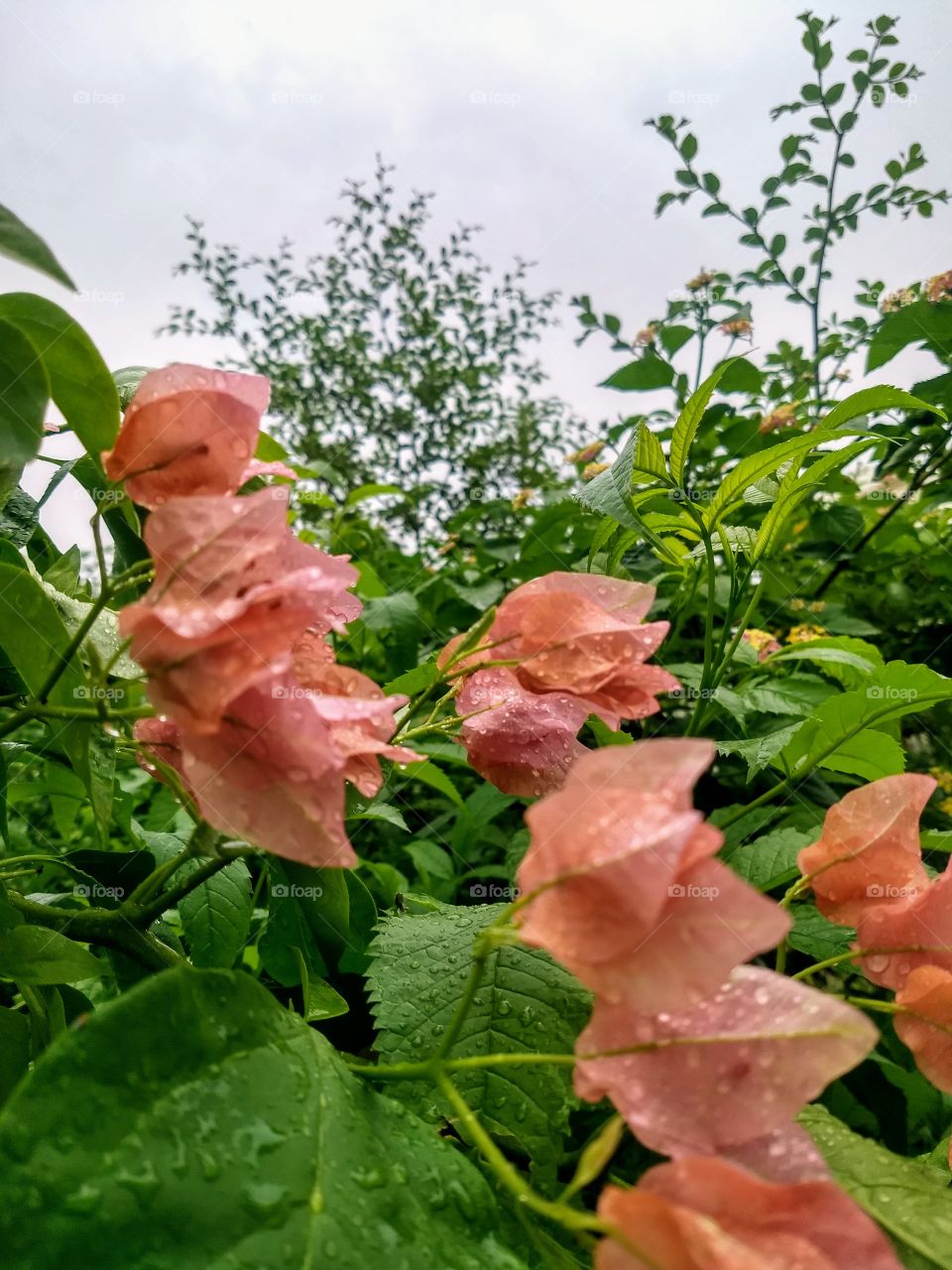 okay, it's June and monsoon is here, and in just few days decidious bushes turn into tropical one🌸🌿🍃
