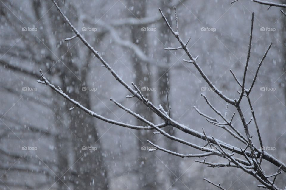 Bare branches and snow