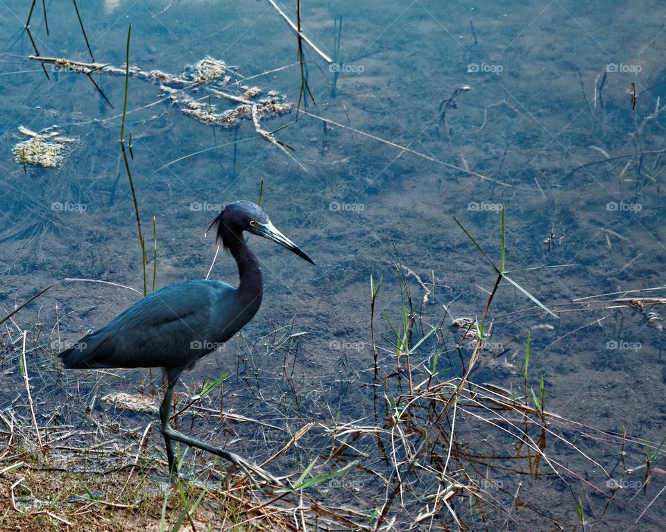 Little Blue Heron Hunting. A Little Blue Heron walks along the edge of a pond hunting for food. 