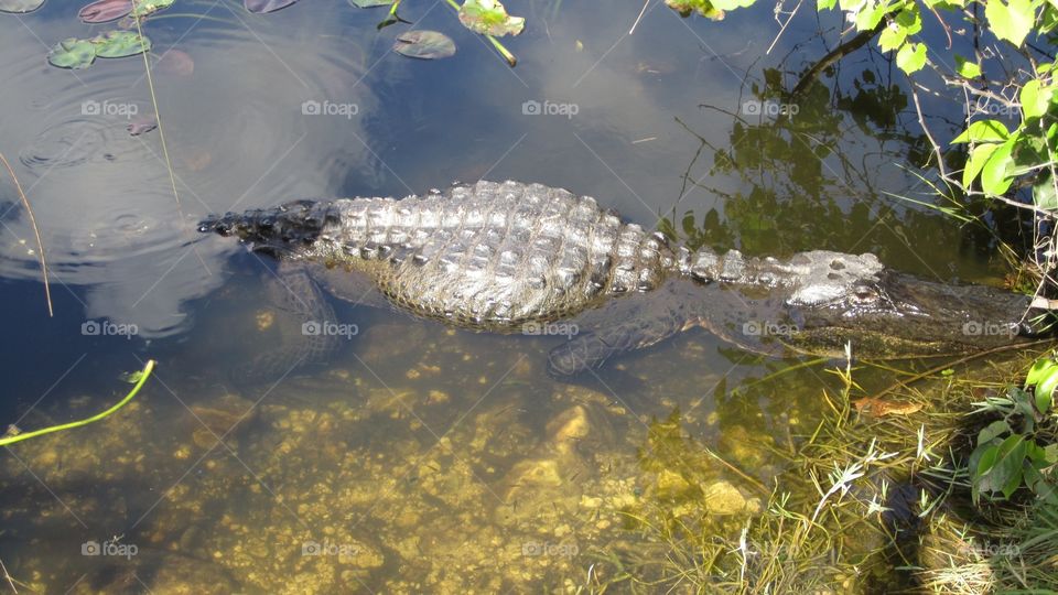 Alligator 