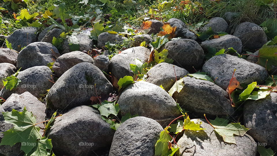 Fall leaves among stones - höstlöv bland stenar 