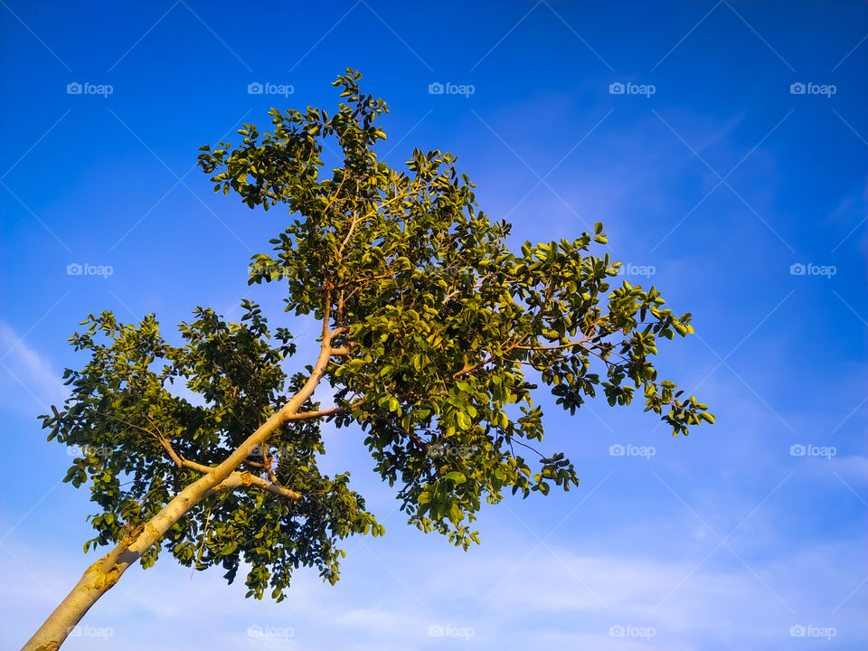 Low angle view of tree against blue sky, Rajasthan India