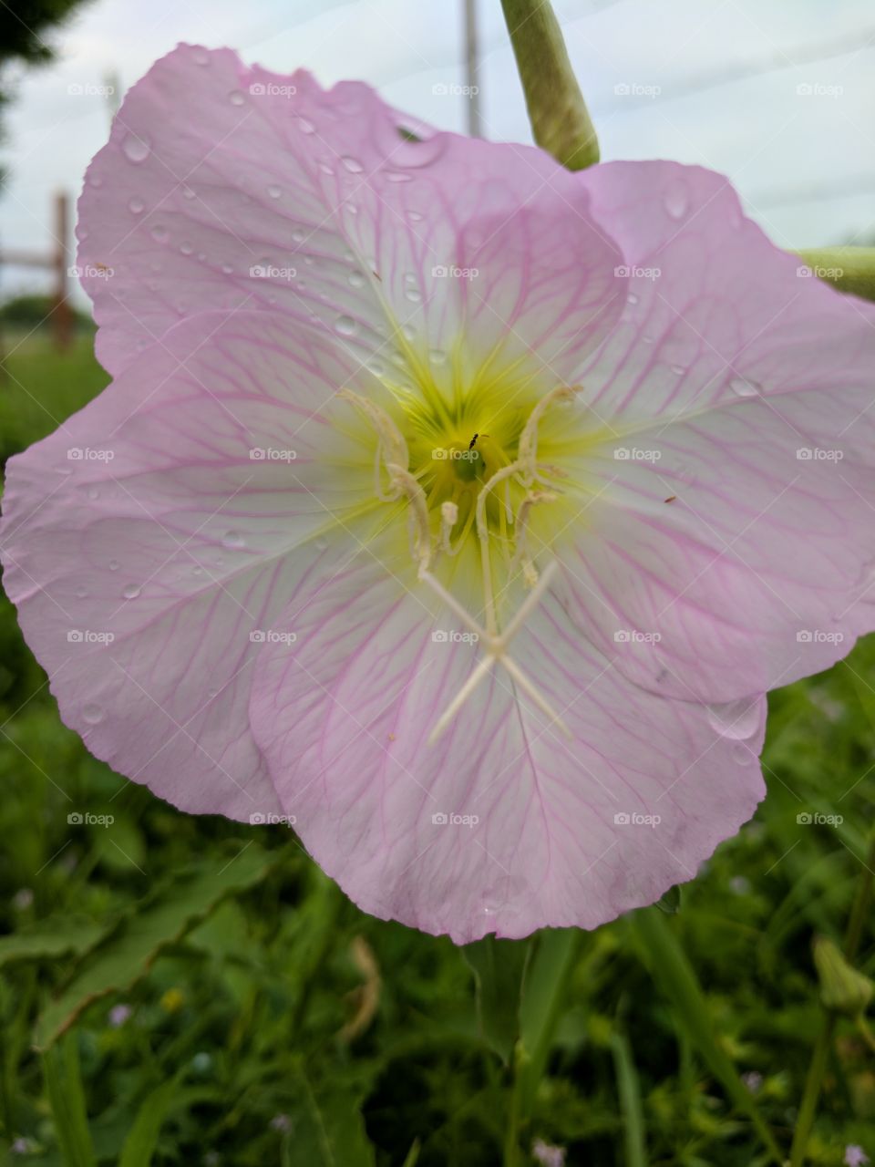 Persian Buttercup