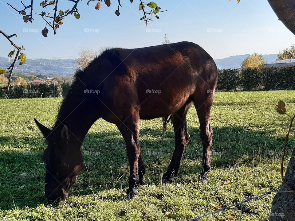 brown horse on the hill in autumn