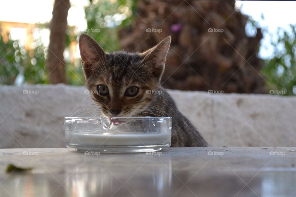 landscape cat cats drink by thudinh