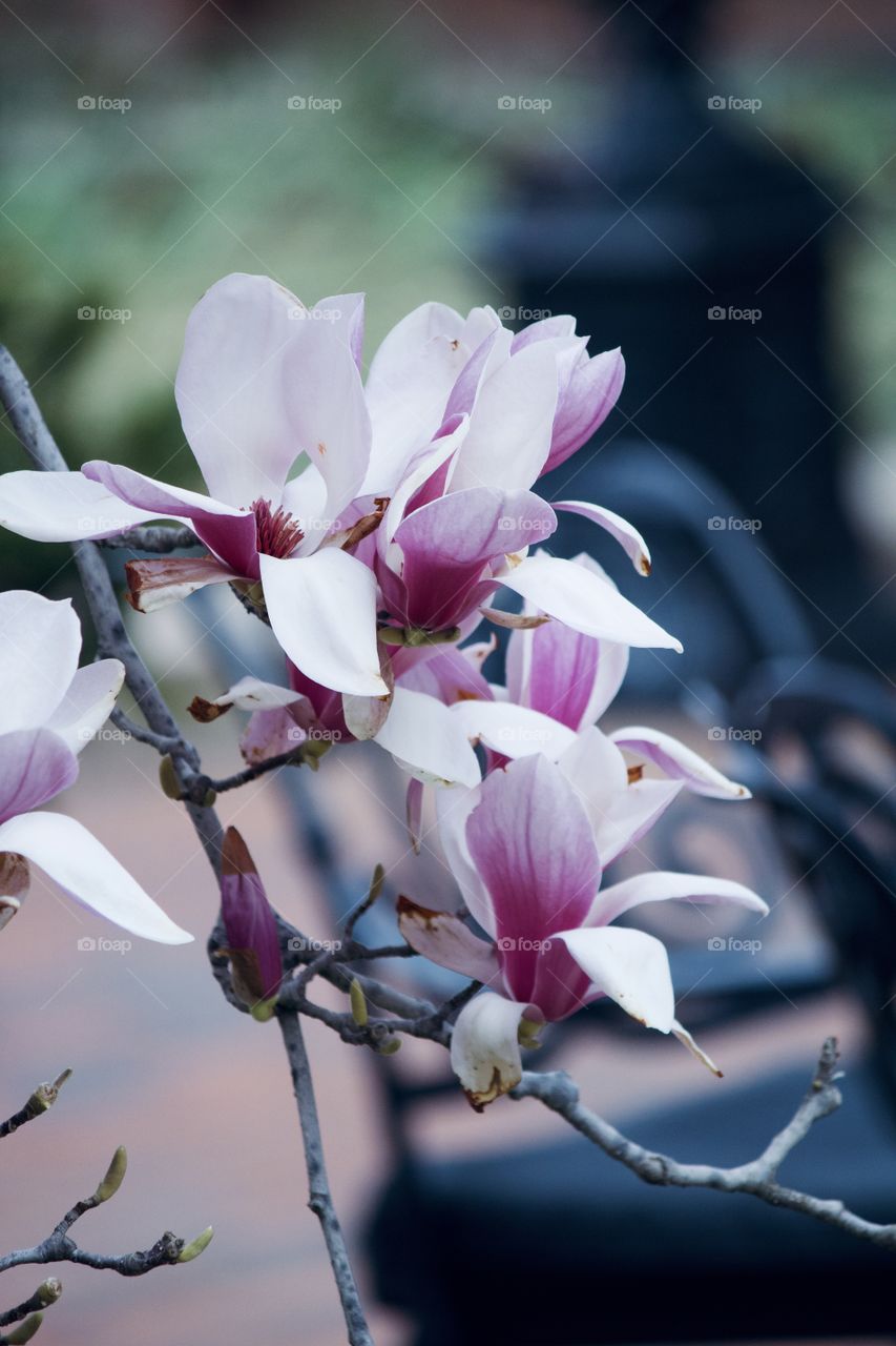 Magnolia tree at the park