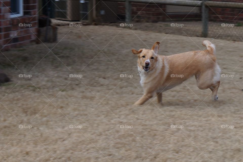 Happy dog goes for a running romp with ears flopping!