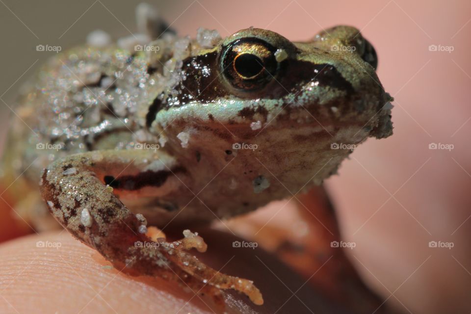 Close-up shot of a tiny frog