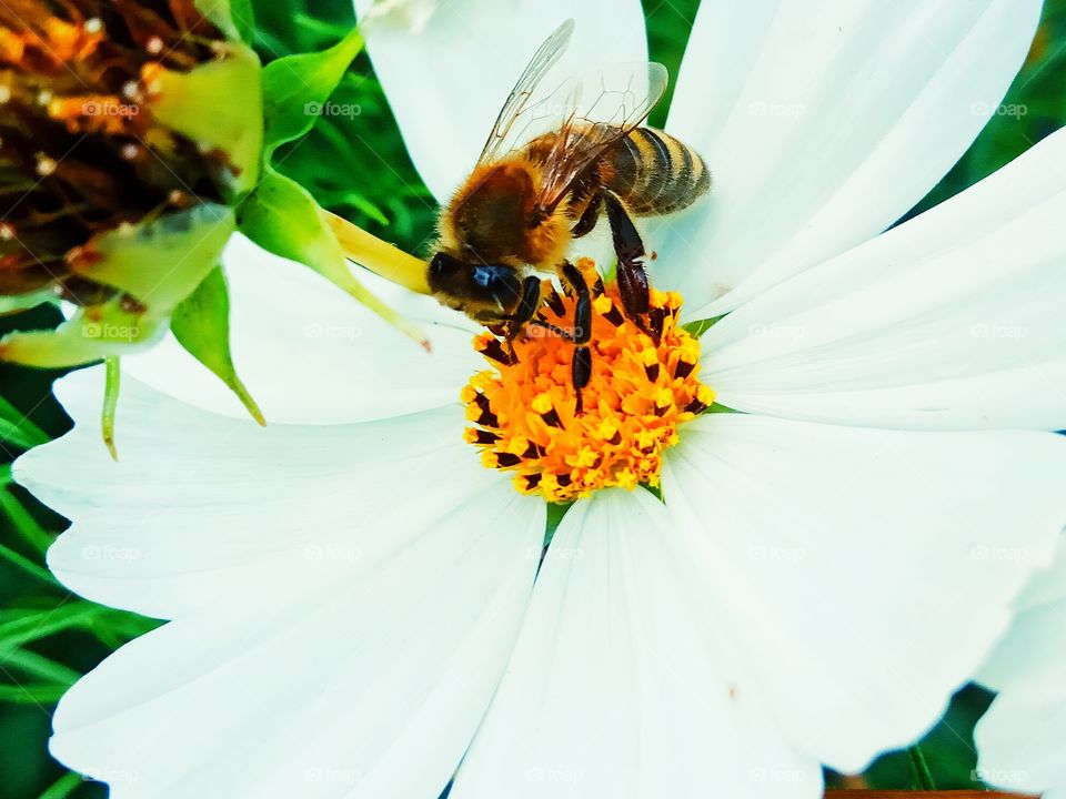 Квітка і бджола