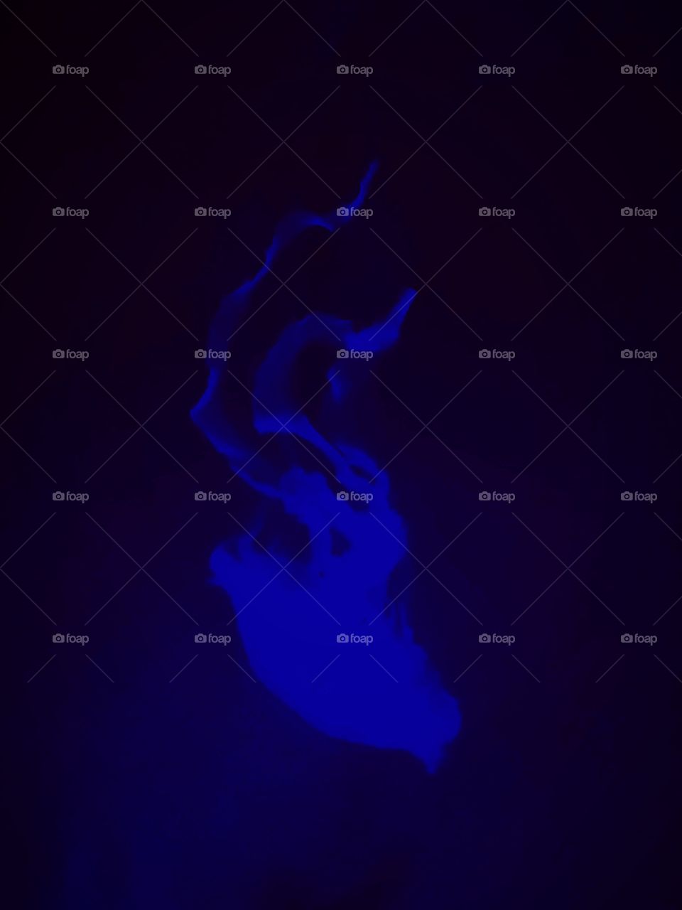 Shade under Ocean jellyfish 