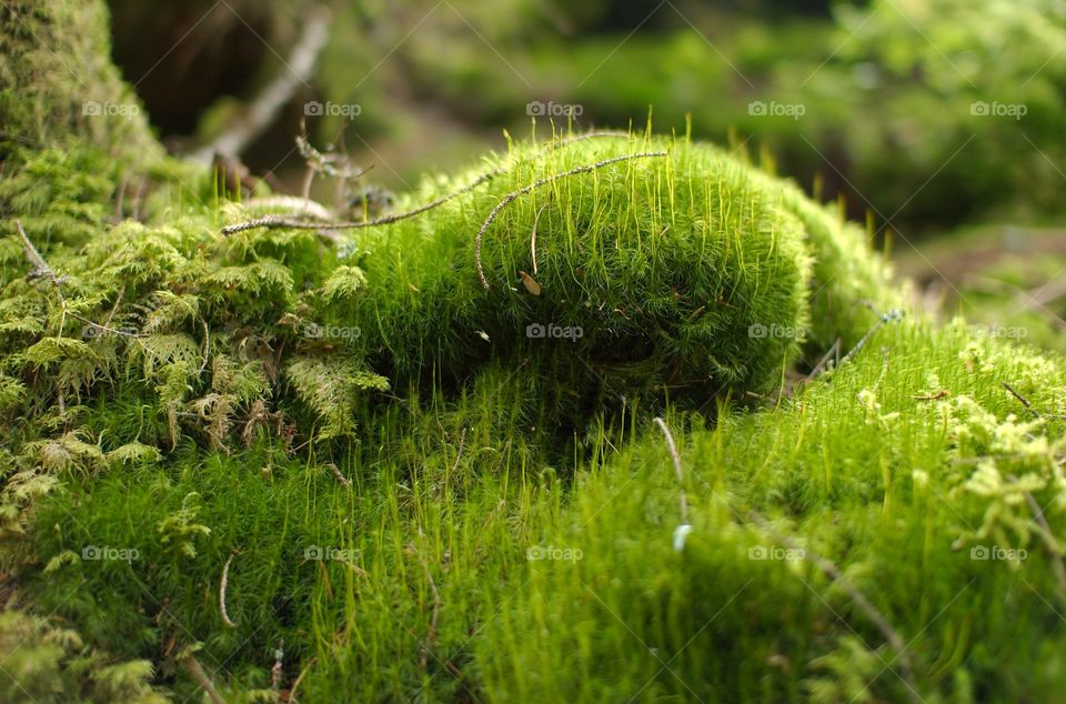Mosses growing on a rock in the forest.