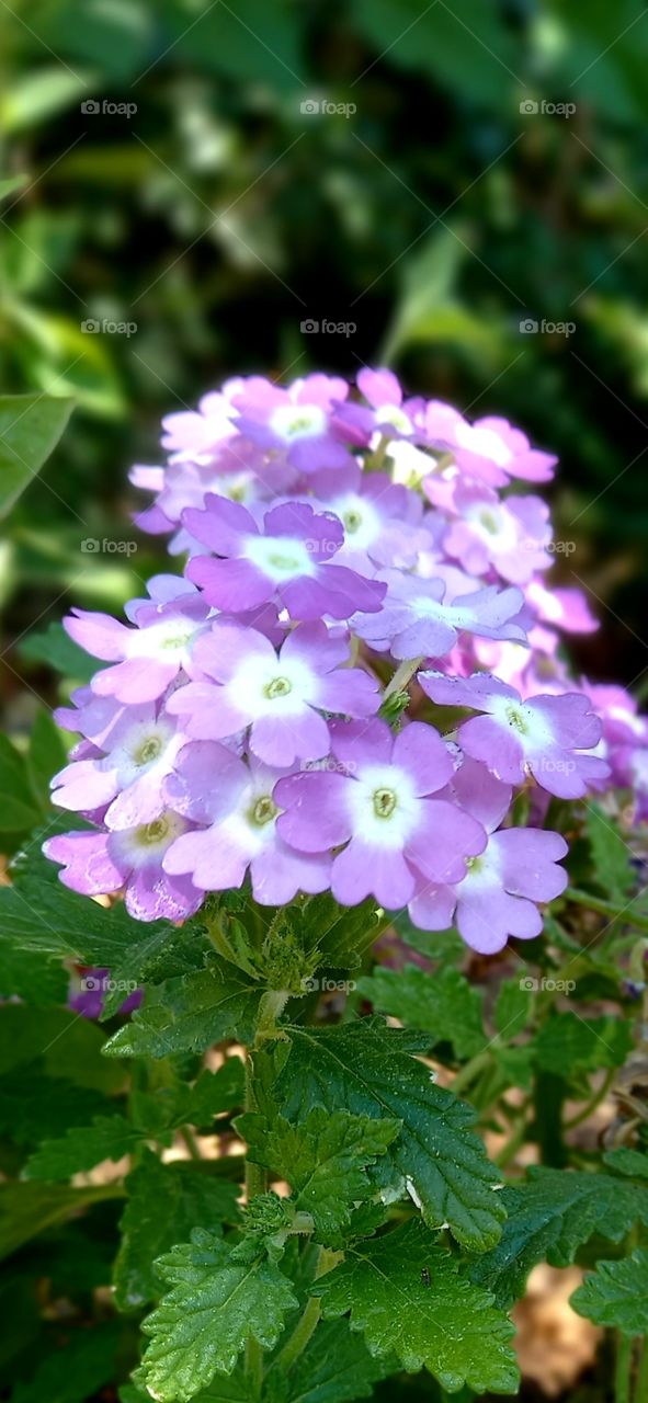 summer flowers