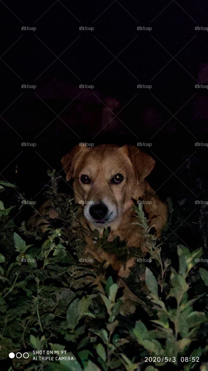 mirada tierna de perra labradora