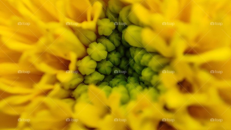 Beautiful yellow flower with a triangle shape inside