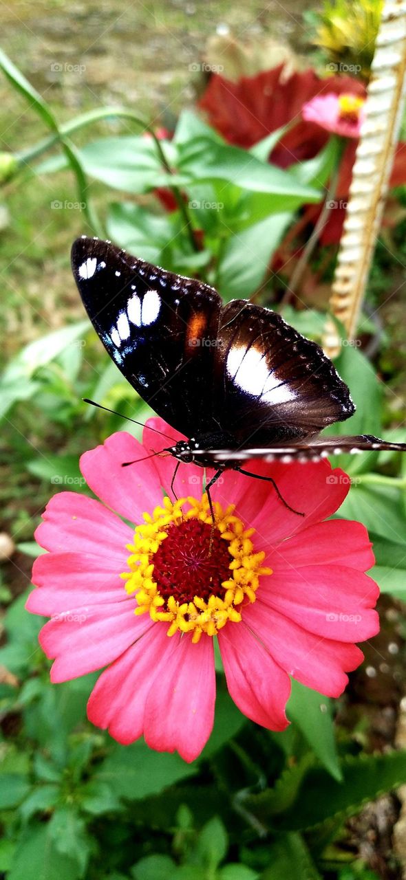 Beautiful butterfly perched on a zinnia flower