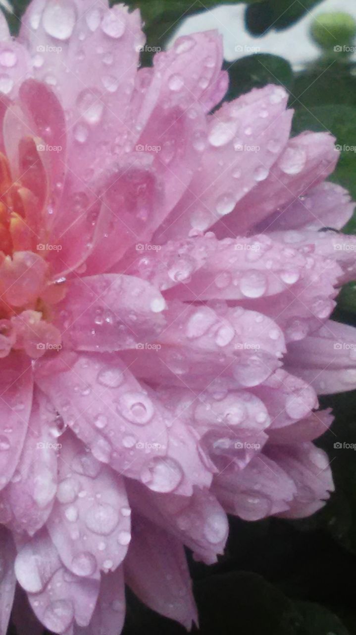 petals and rainsrops