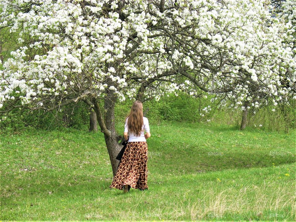 Walking under blooming trees 