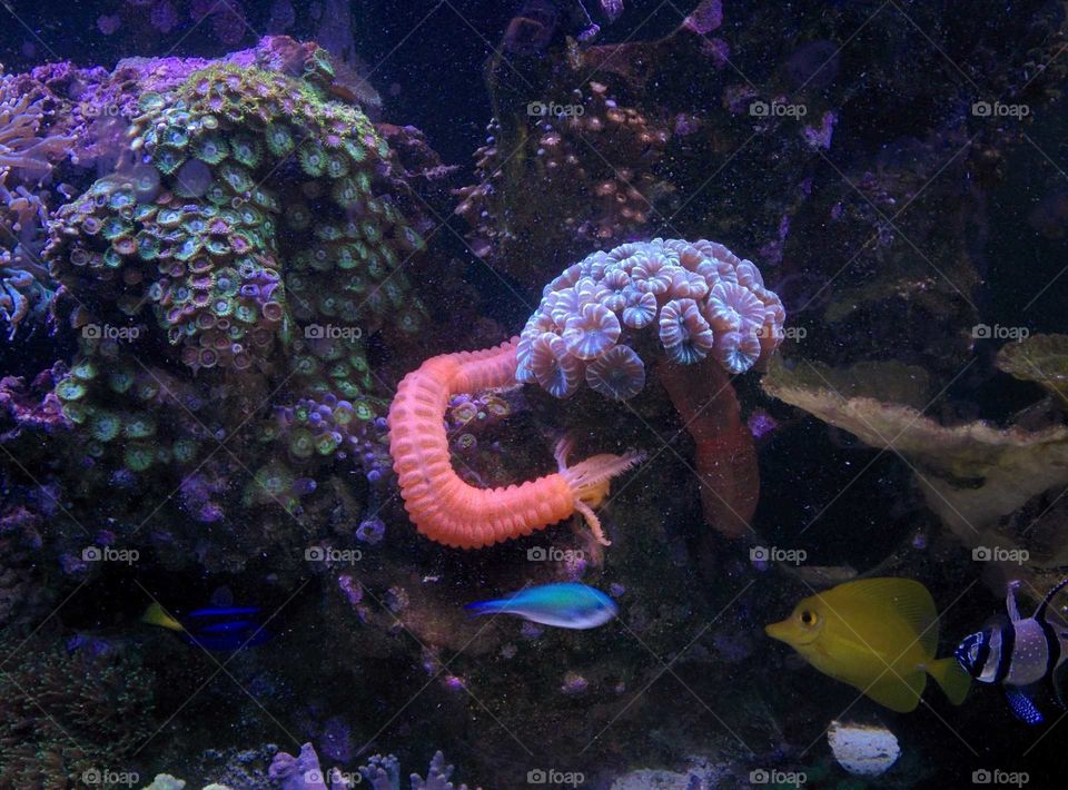 orange sea cucumber