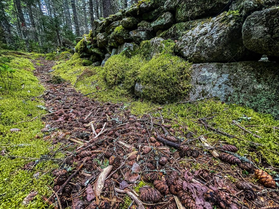  “Misty, Mossy Morning.”  The moss was springy, the pine cones crunching under heel.  A feast of senses.