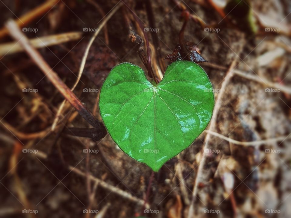 heart shaped leave. love background