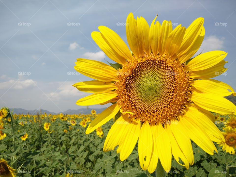 Close-up of sunflower in field