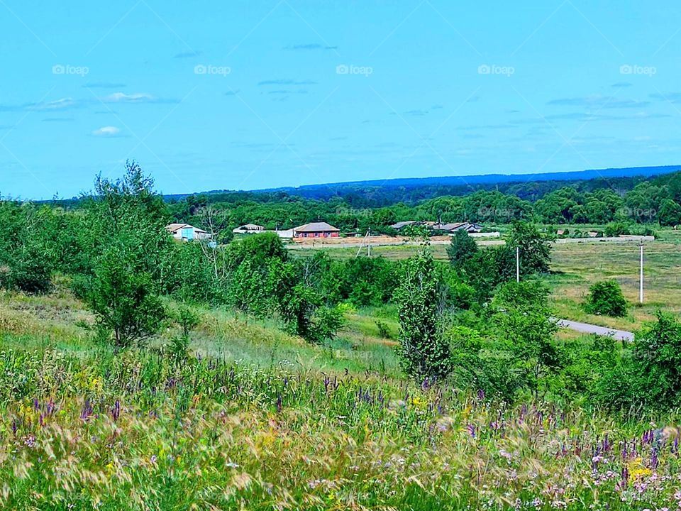 Wildflowers among small green trees.  A village is visible in the distance. Countryside