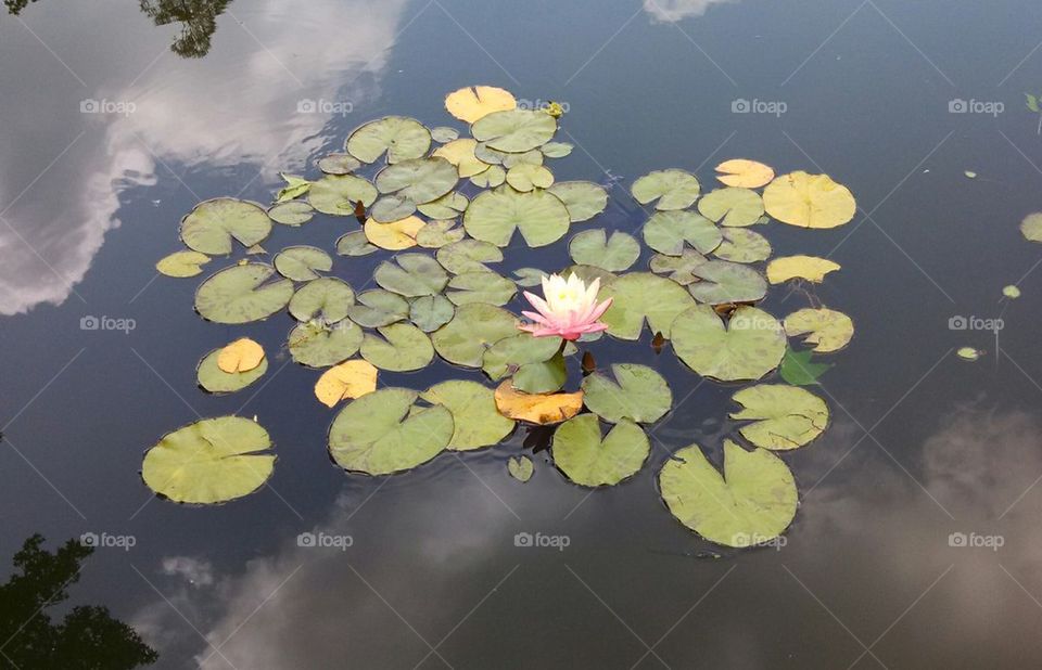 Lily pads on a hot afternoon