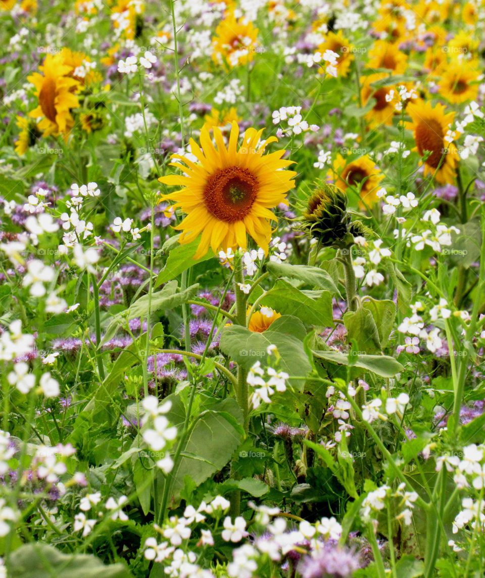 sunflower field