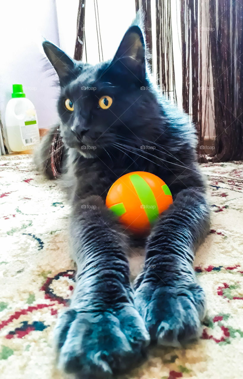 Cat ball
