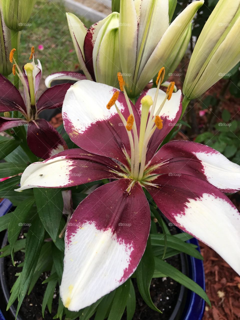 My lilies.  
