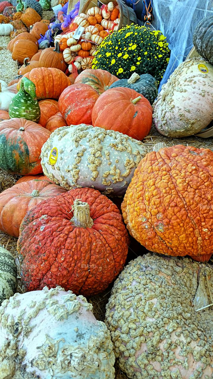 Fall Pumpkins. Fall Display of pumpkins,  squash and Mums.