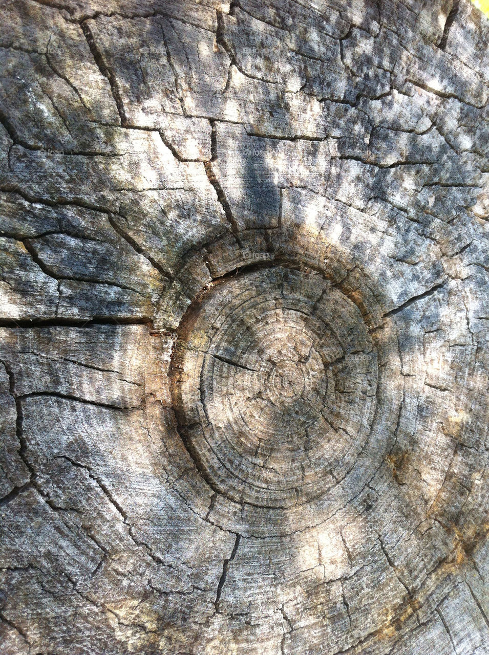 sweden wood tree sigtuna by kamrern