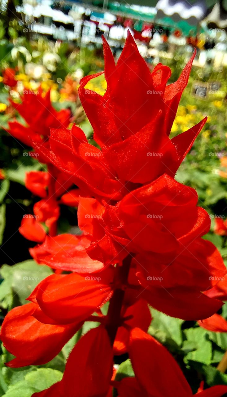 Red flowers