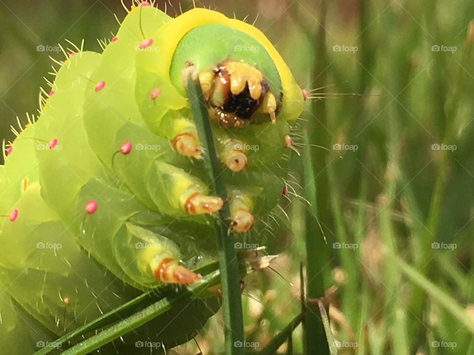 Scariest caterpillar ever!