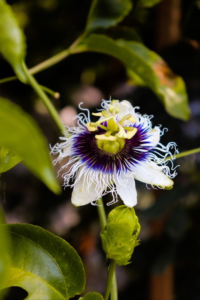 Flor de maracujá.