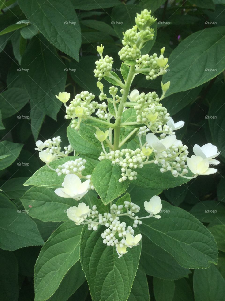 Leaf, No Person, Nature, Flora, Summer