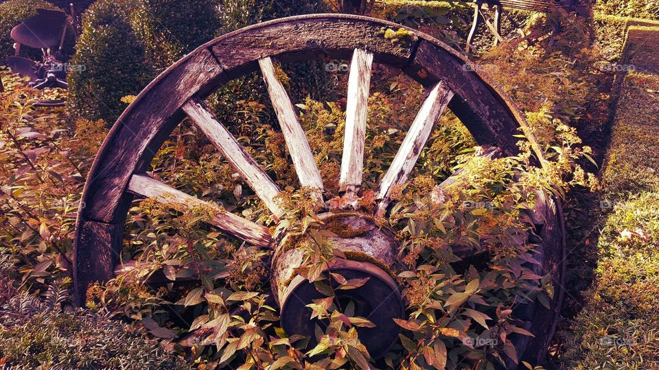 Wooden wheel in the woods