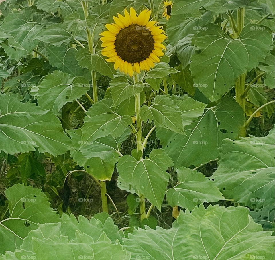 Sunflower Sundays 